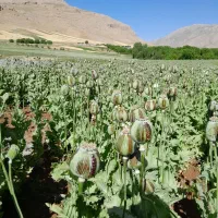 تخم کشاورزی شقایق ابی