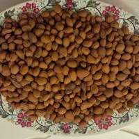 بادام کوهی تلخ یا الوک
