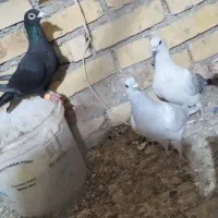 تعدادی کفتر کبوتر