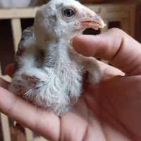 جوجه.خروس.مرغ لاری