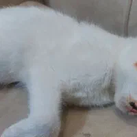 بچه گربه کالیکو شیطون رایگان|گربه|اهواز, سپیدار|دیوار