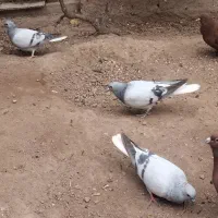 سه عدد سبز دم سفید گوگ