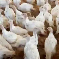 فروش جوجه بیوتی زرین بوقلمون 30روزه|حیوانات مزرعه|سبزوار, قلعه‌نو دهزار|دیوار