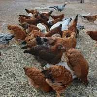 جوجه های  سرحال و سالم