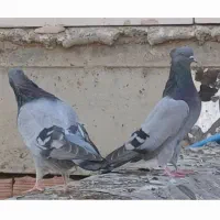 کبوتر|پرنده|پارسآباد, |دیوار