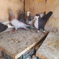 کفتر کرباتی دم سفید ساده موشی