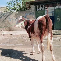 گوساله ماده شرابی اصل یا گاو ماده