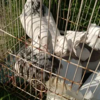 طوقی و کله ای امیدیه