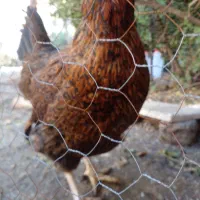 راهنمایی جهت پرورش شترمرغ