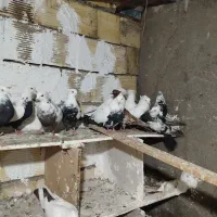 کبوتر