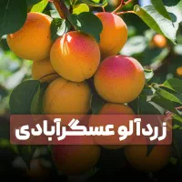 فروش نهال صنوبر درجه یک ارسال به سراسر کشور