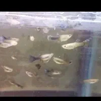 فروش ماهی گوپی (آکواریوم)