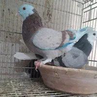 کفترتکی یجایی|حیوانات مزرعه|ورامین, خیر آباد|دیوار