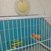 قناری|پرنده|شاهرود, |دیوار