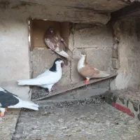 کفتر رنگه هوایی کله وسینه|پرنده|مشهد, کوه سنگی|دیوار