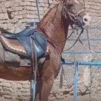نریان خالص ایرانی