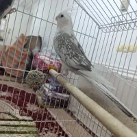 عروس هلندی