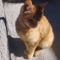 بچه گربه نر|گربه|قوچان, |دیوار