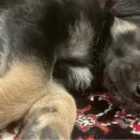 توله ژرمن سگ