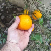 پرتقال  تامسون درشت و آبدار و شیرین