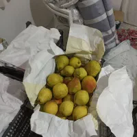 فروش سیب و گلابی|خوردنی و آشامیدنی|خواجه, |دیوار