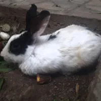 خرگوش