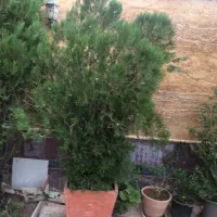 درخت کاج|گل و گیاه طبیعی|شیراز, شهرک گلستان شمالی|دیوار