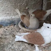 کفتر پشت هفت رنگ و المانی