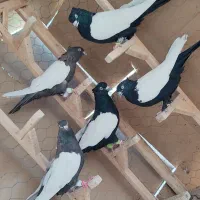کفتر سینه 5عدد روهم|پرنده|شیراز, نیستان|دیوار