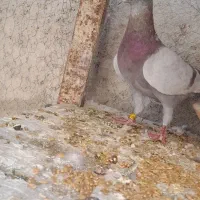 مسجدی نر|پرنده|قیروکارزین, |دیوار