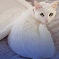 گربه سفید