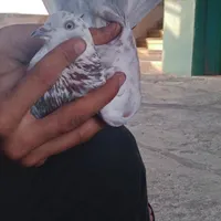 کبوتر|پرنده|فولادشهر, A2|دیوار