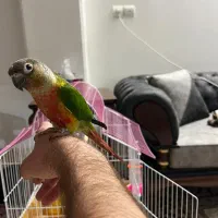 طوطی گیرینچیک دستی