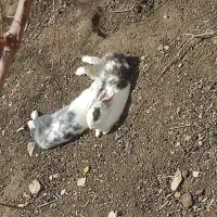 خرگوش خونگی