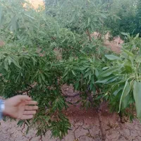 باغ فروشی|فروش زمین و ملک کلنگی|میبد, |دیوار
