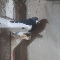 یال سیاه یقه بسته هوایی تنگ|پرنده|شیراز, بازار|دیوار