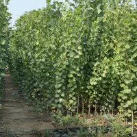 فرصت استثنایی، خرید نهال کبوده صادراتی