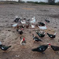 اوردک اسراعیلی