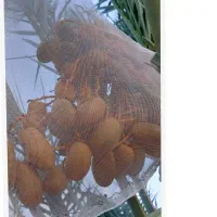 مجول شیش میلیون