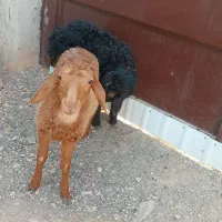 بره بزغاله میش بز