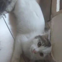 گربه پیدا شده در مهراباد جنوبی