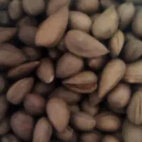 بادام شیرین درشت نرم گندم برشته تازه.ترشی انارشیمن|خوردنی و آشامیدنی|ایذه, |دیوار