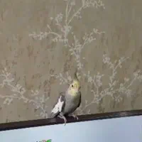 عروس هلندی گمشده محدوده فلکه نفتون