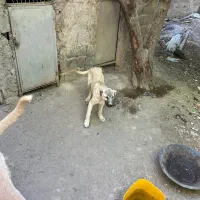 سگ سراب