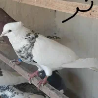 کبوتر طوقی