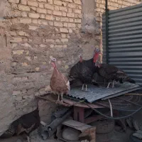 بوقلمون بالغ تحم گذار