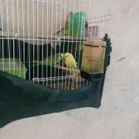 پرنده مرغ عشق|پرنده|یاسوج, |دیوار