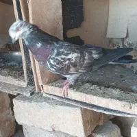 پرش . ابادانی . زاغ و سبز و ابری|پرنده|گلپایگان, |دیوار