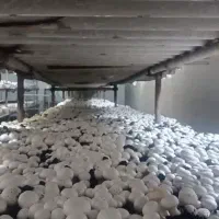 قارچ درجه یک و درجه 2