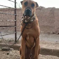 سگ نگهبان|سگ|کاشمر, |دیوار